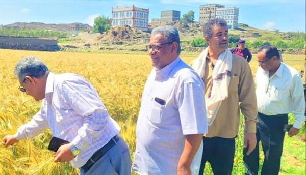 تنفيذ يوم حقلي لمنتجي محصول القمح بمحافظة لحج
