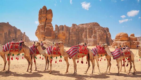 سقوط فتيات مشاركات في سباق الهجن بالعلا عن الجمال (فيديو)