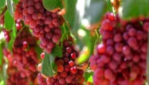 هذه الفاكهة الصيفية تخفض مستوى الكوليسترول فى الدم.. اعرفها