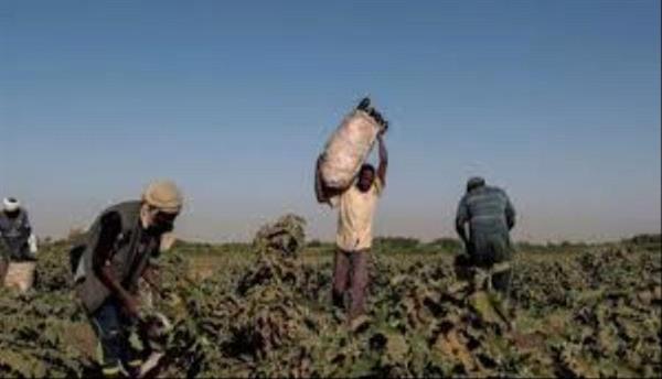 السودان.. الجوع يتفاقم والزراعة في مرمى نيران الحرب