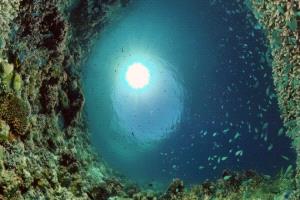 اكتشاف كائن جديد "بلا عيون" في كهف تحت الماء