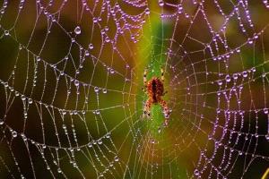 علماء الفيزياء يثبتون أن نسيج العنكبوت عبارة عن "ميكروفون" طبيعي حساس للغاية