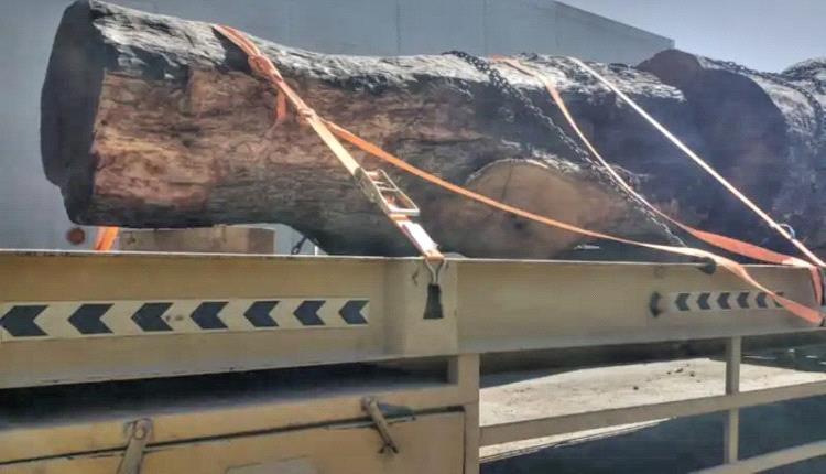 المهرة: ضبط 200 كيلو من الحشيش داخل جذور شجرة كانت تتجه إلى دول الجوار
 