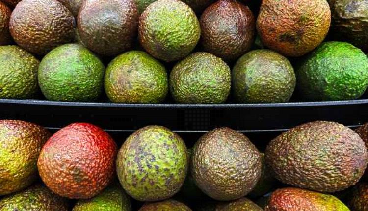 ثمرة واحدة من الأفوكادو يوميا تغير حياتك.. وهذه النتيجة