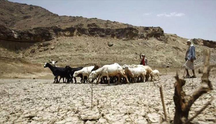 اليمن بين الفيضان والجفاف.. تحذيرات أممية من كارثة زراعية تهدد الأمن الغذائي
