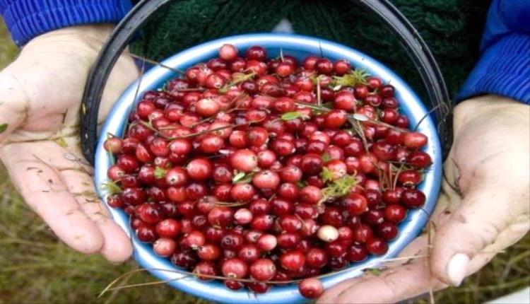 عصير صغير بفوائد صحية كبيرة
