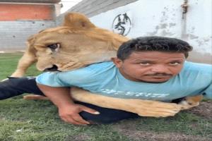 حبس مروض الأسود بعد اصابة المئات بحالات رعب
