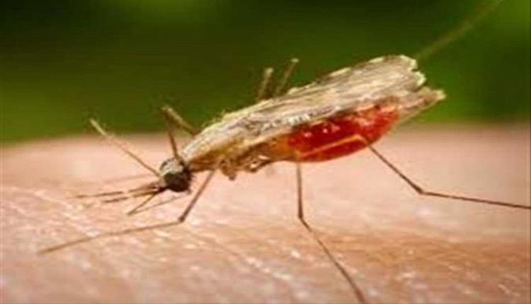 بعوض قاتل يحصد 33 ضحية في كوبا وسط تفشٍ واسع للحمى الفيروسية