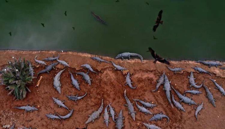 إسرائيل تكشف سبب "مجزرة التماسيح" في الضفة الغربية