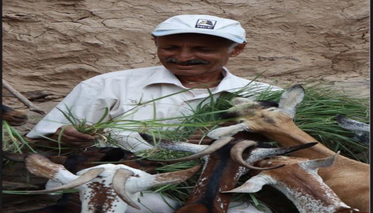 الفاو تطلب 86 مليون دولار لإنقاذ سُبل العيش في اليمن خلال 2026"