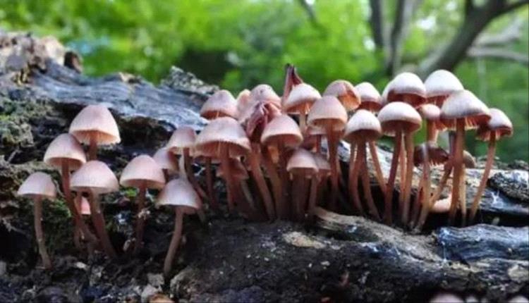 تشيســكيا تفتح الباب للعلاج النفسي بـ"الفطر السحري" بدءاً من 2026