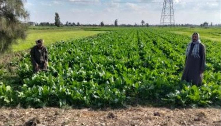 بنجر السكر بالشرقية: ربح مضمون وفرص عمل موسمية