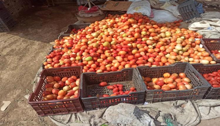 انخفاض اسعار الطماطم في اسواق لحج
