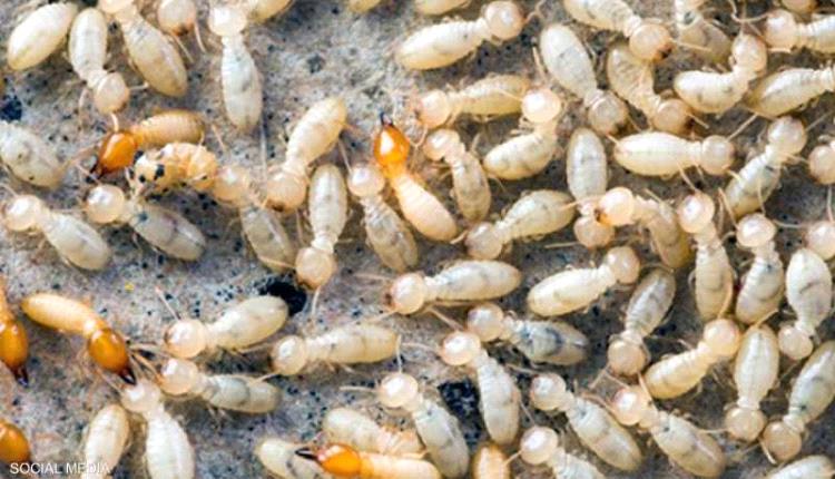 النمل الأبيض يثير الذعر في قرية مصرية بعد انهيار ثلاث منازل