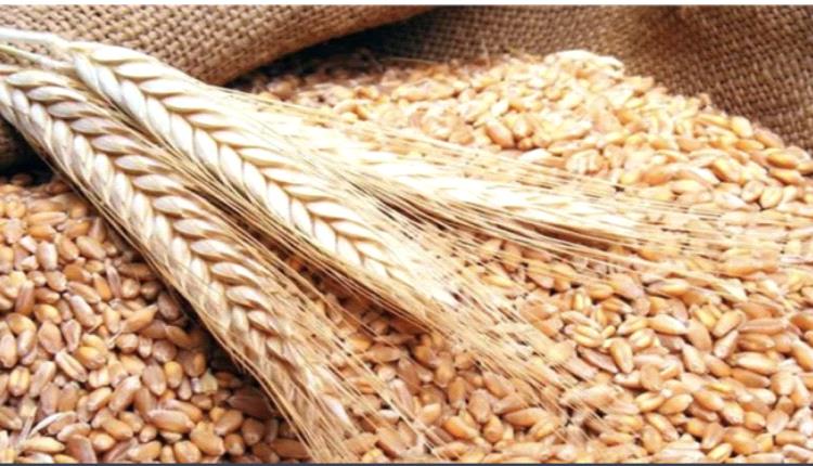 أسعار القمح تنخفض قبل لقاء ترامب وزيلينسكي
