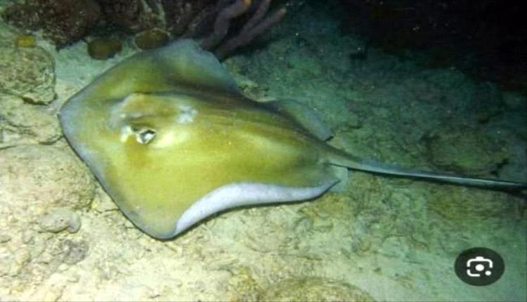 تحذير عاجل في عدن وأبين وشبوة: ابتعدوا عن الشواطئ بسبب هجمات سمكة "أبو سَفَن"