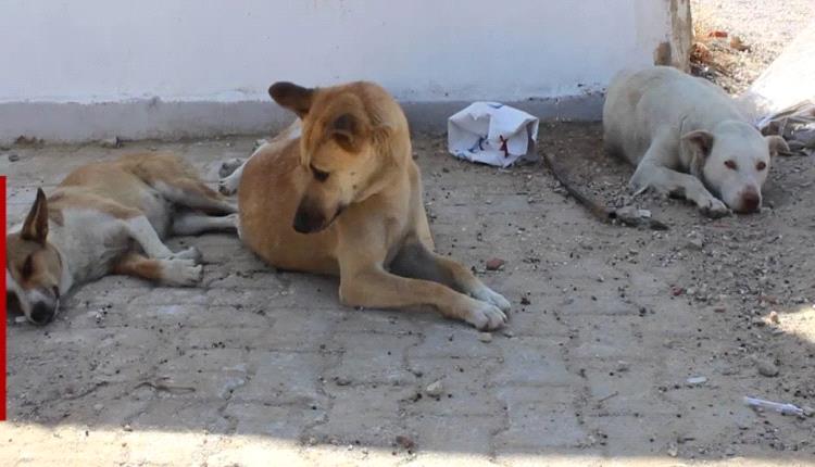 كركوك تطلق حملة إنقاذ الكلاب السائبة وتؤكد سلامتها بالمحمية