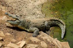 استغاثات وتفتيش.. تمساح يثير الذعر في قرية مصرية