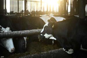 أوروبا تستعد.. رصد أول حالة لفيروس "اللسان الأزرق"