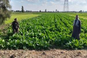 بنجر السكر بالشرقية: ربح مضمون وفرص عمل موسمية