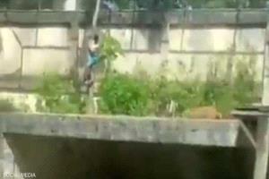 نهاية مأساوية لشاب برازيلي.. افترسته لبوة في حديقة حيوانات