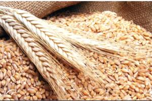 أسعار القمح تنخفض قبل لقاء ترامب وزيلينسكي
