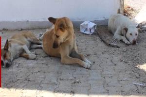 كركوك تطلق حملة إنقاذ الكلاب السائبة وتؤكد سلامتها بالمحمية