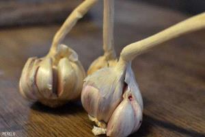 التهابات وأمراض مزمنة.. يشفيها الثوم طبيعيا