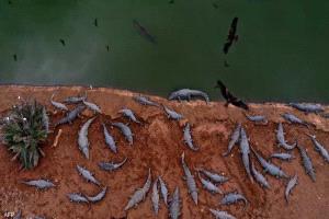 إسرائيل تكشف سبب "مجزرة التماسيح" في الضفة الغربية