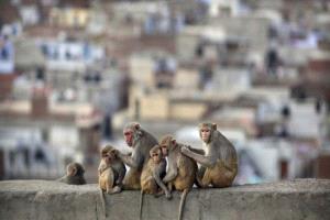 أمريكا تحدّ من استخدام القردة في التجارب الطبية