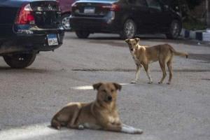 مصر تتصدى للكلاب الضالة: مراكز إيواء وتعقيم لإيقاف التكاثر