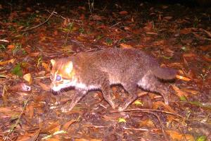 رصد نوع نادر من القطط في تايلاند للمرة الأولى منذ عقود