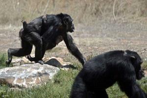 قرار أميركي مفاجئ بشأن "تجارب القردة"