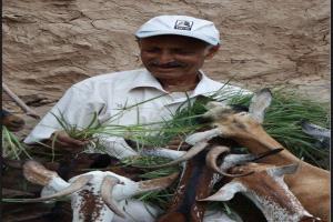 الفاو تطلب 86 مليون دولار لإنقاذ سُبل العيش في اليمن خلال 2026"