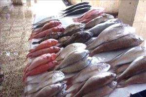عدن تشدد الرقابة على أسعار الأسماك وتوقف تموين المخالفين