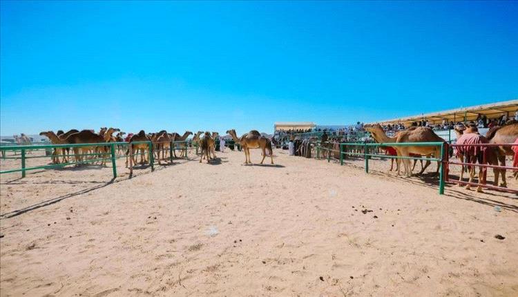 انطلاق أشواط المزاينة في مهرجان شباب الغد في المهرة
