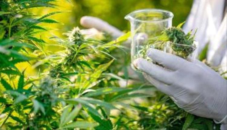سويسرا توافق على مشروع قانون لزراعة القنب