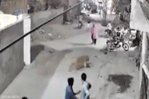 لحظة هجوم أسد هارب على سيدة في باكستان