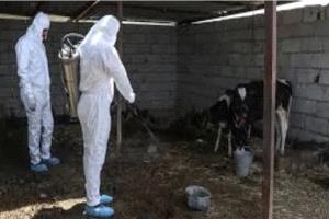 30 وفاة بالحمى النزفية في العراق منذ مطلع العام


