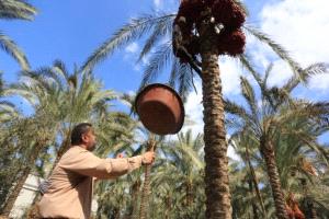 دير البلح.. قصة مدينة تحرسها «التوابيت» في غزة
