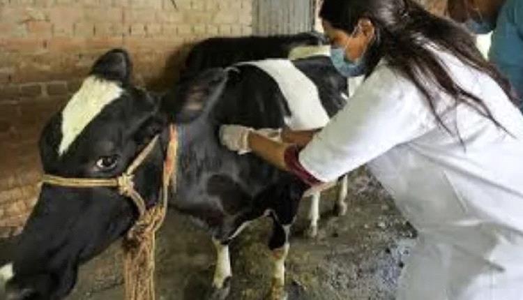 فرنسا ترصد أول بؤرة تفش لمرض التهاب الجلد العقدي
