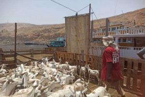 ميناء المكلا يستقبل آلاف رؤوس الأغنام استعداداً لعيد الأضحى