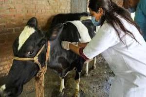 فرنسا تُسجل أول بؤرة لالتهاب الجلد العقدي.. مرض فيروسي يهدد قطاع الماشية
