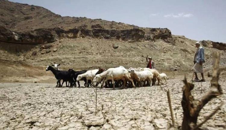 الفاو تحذر: جفاف يضرب اليمن ويهدد الزراعة والأمن الغذائي