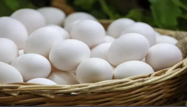 تراجع أسعار البيض في أمريكا مع انحسار إنفلونزا الطيور
