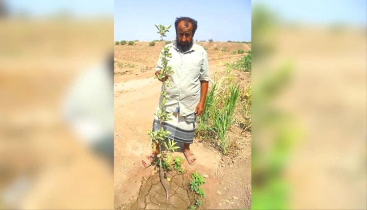 بعزيمة فلاحٍ ومهارة معلّم: مزارع في تبن يخوض أول تجربة لزراعة التفاح واليوسفي