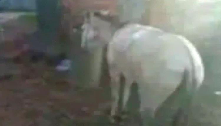 مأساة.. حمار يركل شابًا حتى الموت