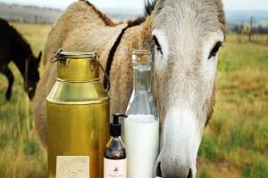 اليوم العالمي للحمار: كيف أصبح حليب الحمير جزءًا من مستحضرات التجميل لمكافحة الشيخوخة؟