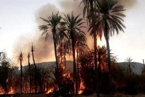 حريق هائل يلتهم أكثر من 150 نخلة في مديرية ساه بحضرموت