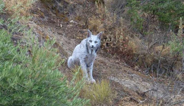 ظهور نادر لـ"الشبح الأبيض".. كيف تحول إلى اللون الفريد؟